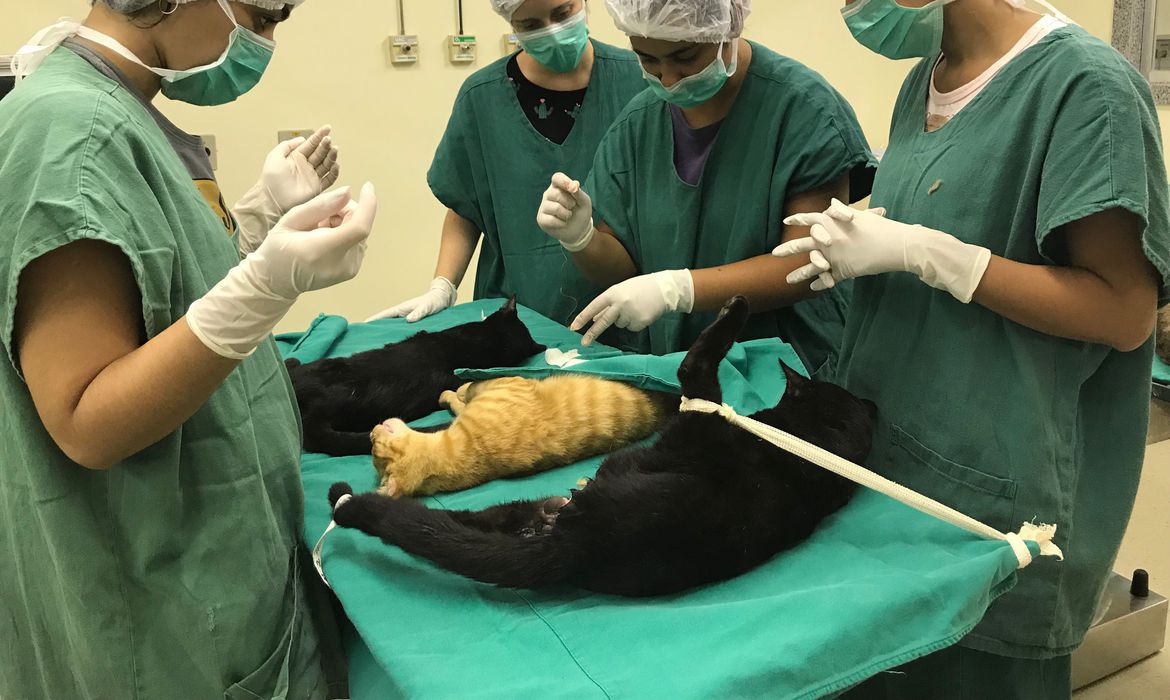 Cirurgias veterinárias
